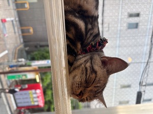 サンゴの写メ日記｜プラチナム～PLATINUM～ 埼玉県・大宮格安店ソープ