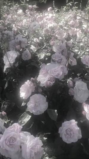 輝 春花の写メ日記｜ラブボート 吉原高級店ソープ