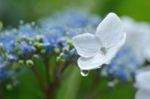 ななせの写メ日記｜ルピナス 吉原高級店ソープ