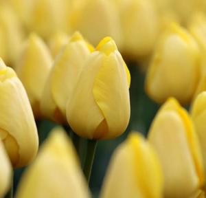 あきの写メ日記｜ルピナス 吉原高級店ソープ