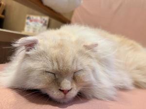 りんの写メ日記｜ルピナス 吉原高級店ソープ