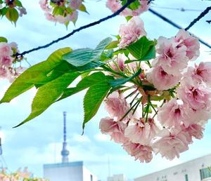 桔梗（ききょう）の写メ日記｜ルピナス 吉原高級店ソープ