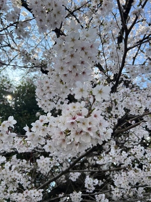 日向しほの写メ日記｜リュクス～LUXE～ 吉原高級店ソープ