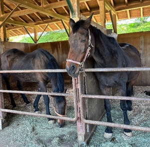 Koyukiの写メ日記｜ラグジュアリー 吉原高級店ソープ