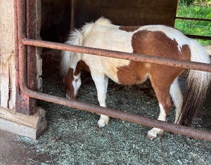 Koyukiの写メ日記｜ラグジュアリー 吉原高級店ソープ