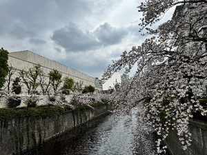 Mikuriの写メ日記｜ラグジュアリー 吉原高級店ソープ