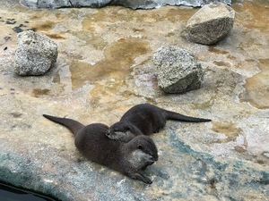 Otoの写メ日記｜ラグジュアリー 吉原高級店ソープ