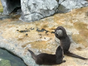 Otoの写メ日記｜ラグジュアリー 吉原高級店ソープ