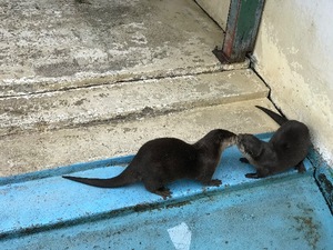Otoの写メ日記｜ラグジュアリー 吉原高級店ソープ