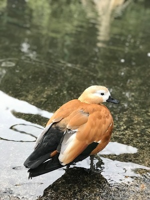 Otoの写メ日記｜ラグジュアリー 吉原高級店ソープ
