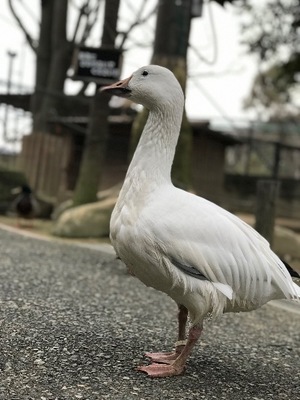 Otoの写メ日記｜ラグジュアリー 吉原高級店ソープ