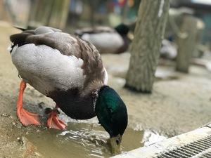 Otoの写メ日記｜ラグジュアリー 吉原高級店ソープ