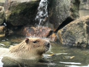 Otoの写メ日記｜ラグジュアリー 吉原高級店ソープ