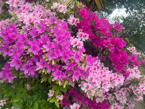 Aoiの写メ日記｜ラグジュアリー 吉原高級店ソープ