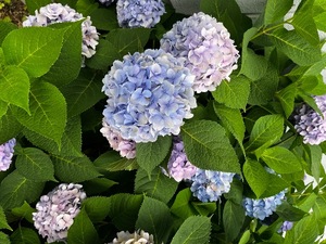 Kanoの写メ日記｜ラグジュアリー 吉原高級店ソープ