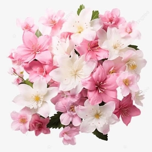 椿の写メ日記｜聖女～マリア～ 吉原高級店ソープ