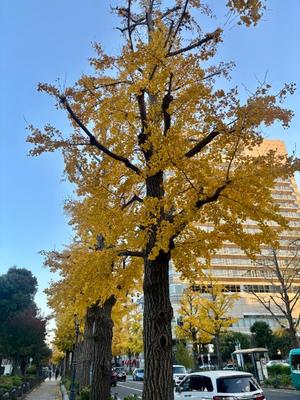 はるなの写メ日記｜オペラ 吉原高級店ソープ