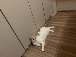 亜依の写メ日記｜王室 吉原高級店ソープ