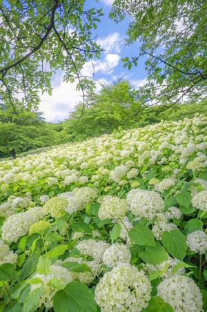 みやびの写メ日記｜王室 吉原高級店ソープ