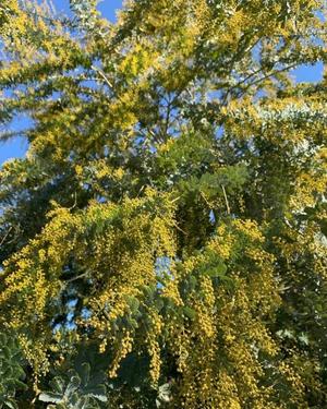 みやびの写メ日記｜王室 吉原高級店ソープ