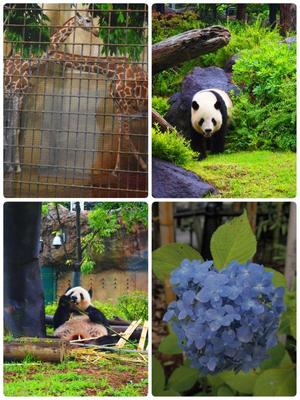 朝日奈の写メ日記｜パンドラ 吉原高級店ソープ