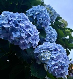 椎名の写メ日記｜パンドラ 吉原高級店ソープ