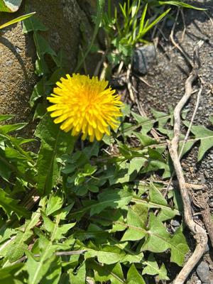 百瀬の写メ日記｜パンドラ 吉原高級店ソープ