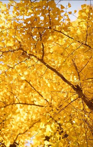 海野の写メ日記｜パンドラ 吉原高級店ソープ