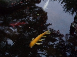 Hinataの写メ日記｜プレミアム 吉原高級店ソープ