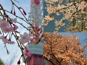 Ikuの写メ日記｜プレミアム 吉原高級店ソープ