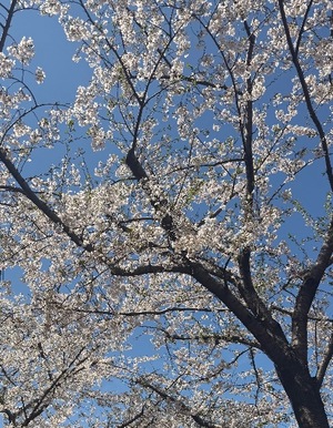 Kanamiの写メ日記｜プレミアム 川崎高級店ソープ