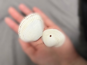 Kashuの写メ日記｜プレミアム 吉原高級店ソープ