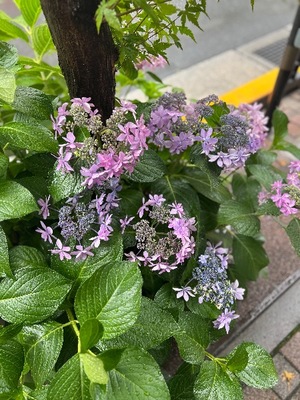 Kashuの写メ日記｜プレミアム 吉原高級店ソープ