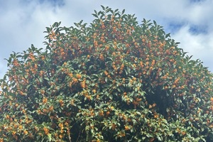 Eriの写メ日記｜プレミアム 吉原高級店ソープ