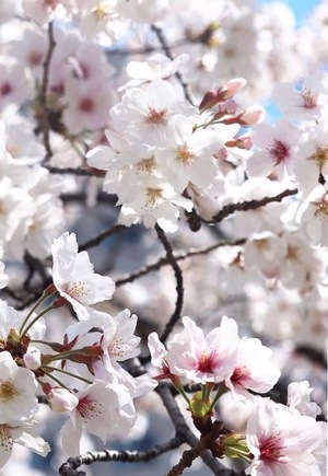 Annaの写メ日記｜プレミアム 川崎高級店ソープ