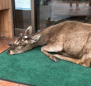Ritoの写メ日記｜プレミアム 吉原高級店ソープ