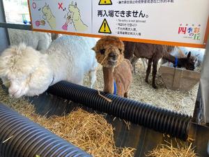 高杉しのぶの写メ日記｜プレジデントクラブ 吉原高級店ソープ