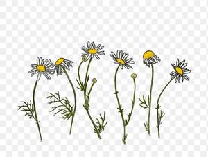 二宮瑠香の写メ日記｜プレジデントクラブ 吉原高級店ソープ