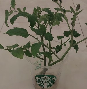 広瀬瑞輝の写メ日記｜プレジデントクラブ 吉原高級店ソープ