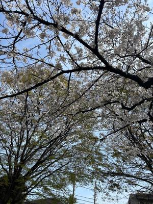 三宅理恵の写メ日記｜プレジデントクラブ 吉原高級店ソープ