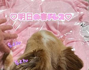 一条彩香の写メ日記｜プレジデントクラブ 吉原高級店ソープ