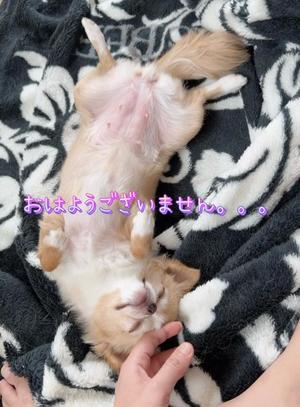 一条彩香の写メ日記｜プレジデントクラブ 吉原高級店ソープ