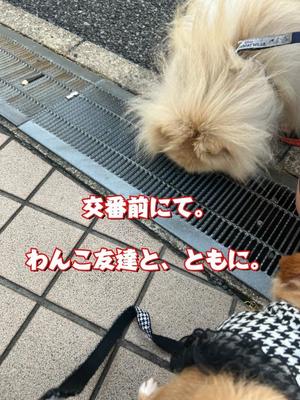 一条彩香の写メ日記｜プレジデントクラブ 吉原高級店ソープ