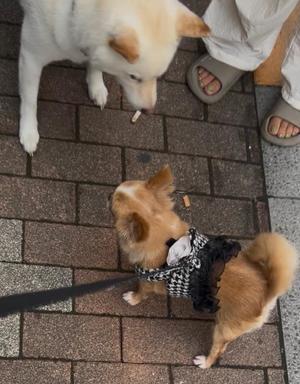 一条彩香の写メ日記｜プレジデントクラブ 吉原高級店ソープ