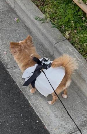 一条彩香の写メ日記｜プレジデントクラブ 吉原高級店ソープ