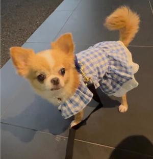 一条彩香の写メ日記｜プレジデントクラブ 吉原高級店ソープ