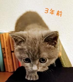 吹石里香の写メ日記｜プレジデントクラブ 吉原高級店ソープ