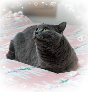 吹石里香の写メ日記｜プレジデントクラブ 吉原高級店ソープ