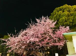 松嶋那々の写メ日記｜プレジデントクラブ 吉原高級店ソープ