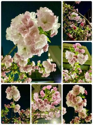 松嶋那々の写メ日記｜プレジデントクラブ 吉原高級店ソープ